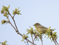Orange crowned Warbler 2156